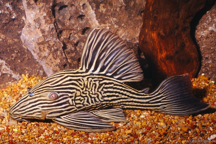 Panaque cf. armbrusteri`xingu`